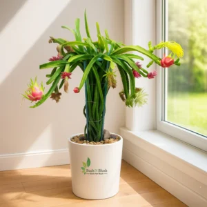 Red Dragon Fruit Plant